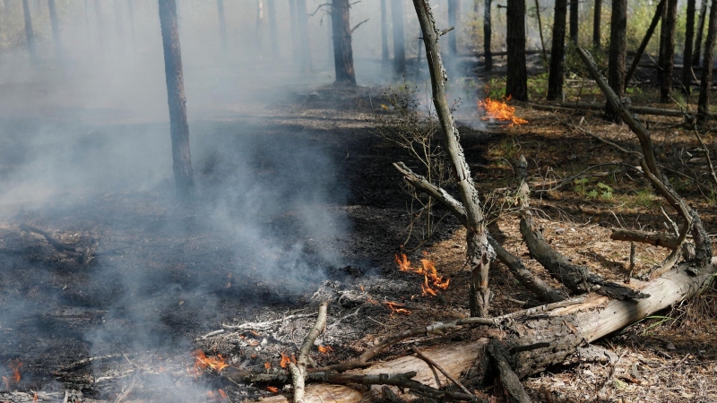 Forest fires extinguished in Ugra